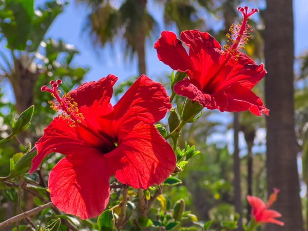 Hibiskus çayı nasıl demlenir