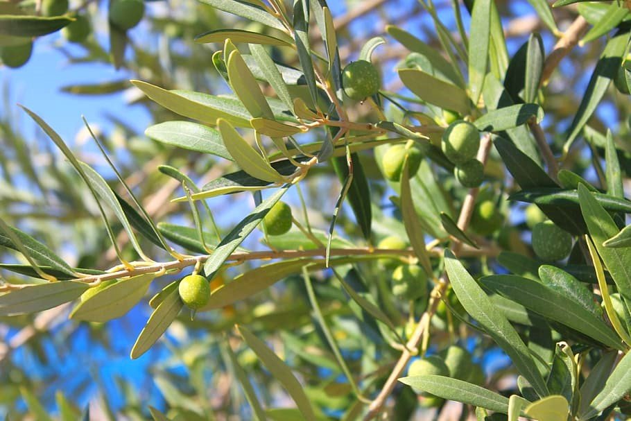 Zeytin yaprağı nedir faydaları ve özellikleri