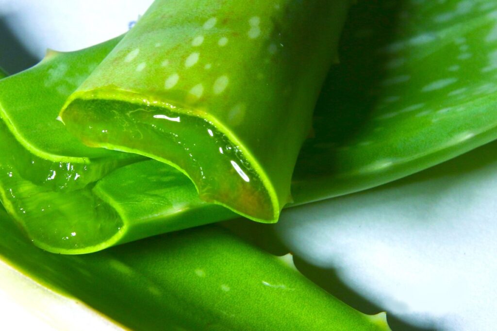 Aloe vera nedir 10 faydası ve cilt bakımı